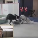 늙은 개 이미지