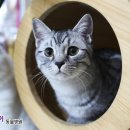 개와냥이동물병원 이미지