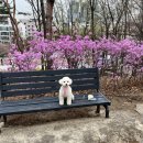 멍찌애견유치원 이미지