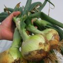 송정1리 이미지