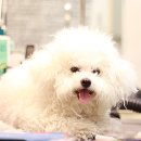 보라애견미용실 이미지