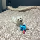 배곧도담동물병원 이미지