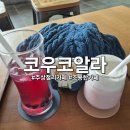 코우코알라 이미지