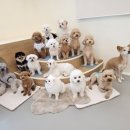 댓츠댕댕스쿨 이미지