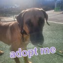 임현곤 반려견 교육센터 이미지