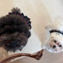 펫테리 | 2025 송도 케이펫페어 금요일 후기