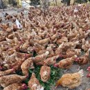 대섬알이랑 이미지