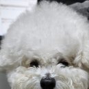 김s 동물병원 이미지