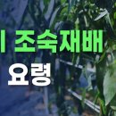 고추 노지 조숙재배 아주심기 요령