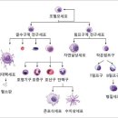 일하는 세포에 나오는 세포들(다는 아님) 이미지