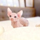 해피캣타운 고양이강아지 서울충무로점 | 마포고양이분양 설레는 첫 만남~(feat.영등포)