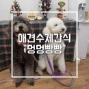 멍멍빵빵 이미지