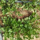 영농조합법인 참농 이미지