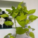 반려식물 다육토분 | [가드닝 원데이 클래스]🪴 첫번째 반려식물 분양