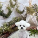 털뭉치이발소 이미지