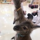 에덴미어캣프랜즈 이미지