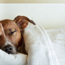 고등동물병원 이미지