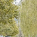 상보안세월교 이미지