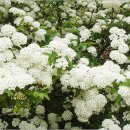 밥풀떼기 이미지