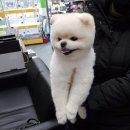 해피독스 애견샵 이미지