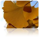 은행나무한의원 이미지