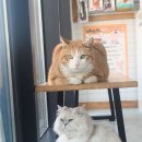 횡성동물병원 이미지