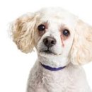 모두애동물병원 이미지