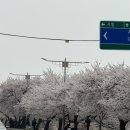 예체로(2-1) | 청주 스시서울, 내돈내산 기념일 오마카세 맛집 런치 디너 후기
