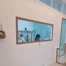 황실 애견미용 살롱 이미지