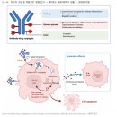 신흥바이오 | [2026 제약 바이오 연간전망] 새롭거나 확실하거나 (2)