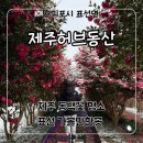 허브 | 제주도 동백꽃 명소 ‘제주허브동산’ 동백꽃, 허브족욕 후기