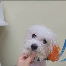 미용특공대 이미지