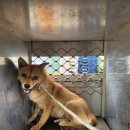 오수의과동물병원 이미지