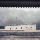 내가돼지라니