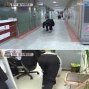 네발로갈때까지 TV리포트