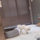 보듬보듬