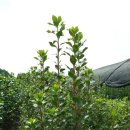 정호목장 이미지