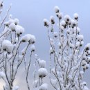 안미초등학교 이미지