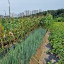 광성농장-2 이미지