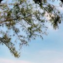 카페푸른초장 이미지