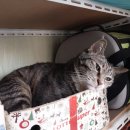 Dear My Pet 네이버블로그