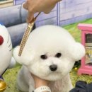 반려동물미용실 언니네 이미지