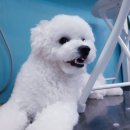 다정하개 이미지