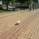 안성맞춤가족공원 이미지