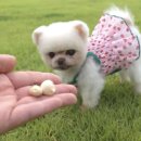 체리김밥 이미지