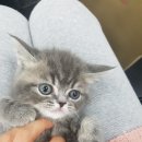 착한애견분양(원주점) 이미지