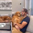 껌딱지펫 이미지