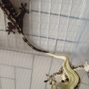 라피스게코 이미지