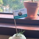 월출향가 | 생망고가 가득 올라간 광주 빙수 맛집 첨단 월출향가 내돈내산 후기