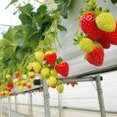 혜일농장 이미지